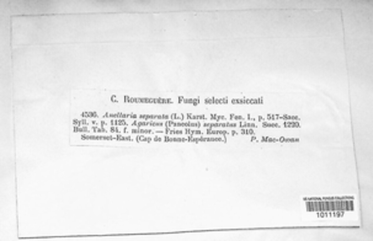 Panaeolus semiovatus image